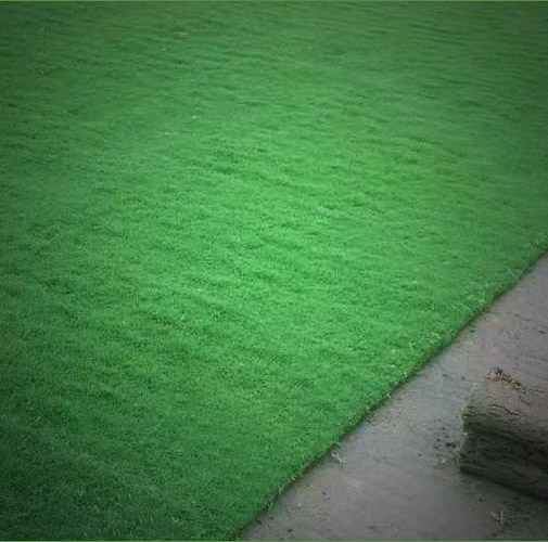 			草坪